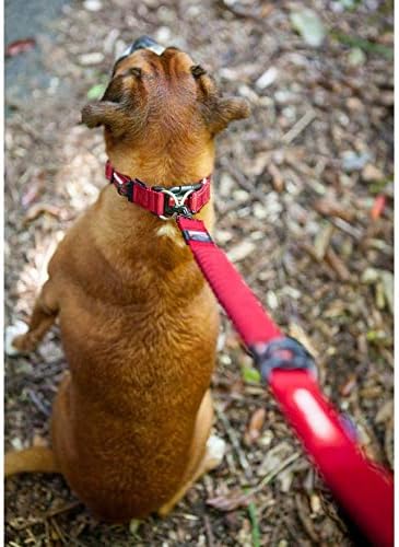EZYDOG Double Up Dog Collar | ObaPet