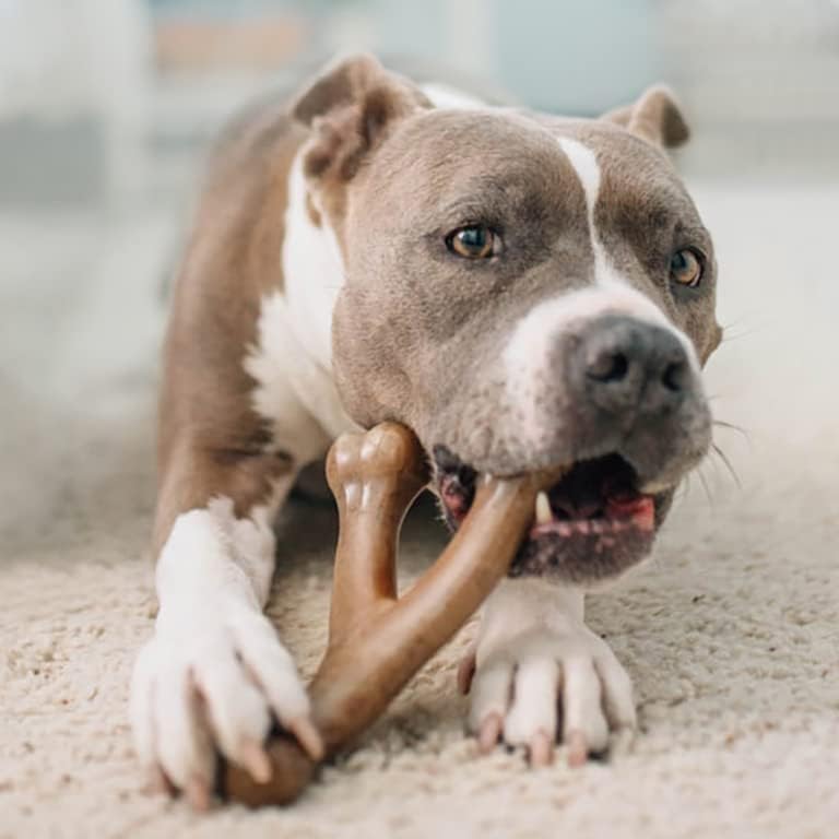 Benebone Durable Dog Chew Toy Box for Aggressive Chewers with Wishbone, Fishbone, Stick & Zaggler, Medium