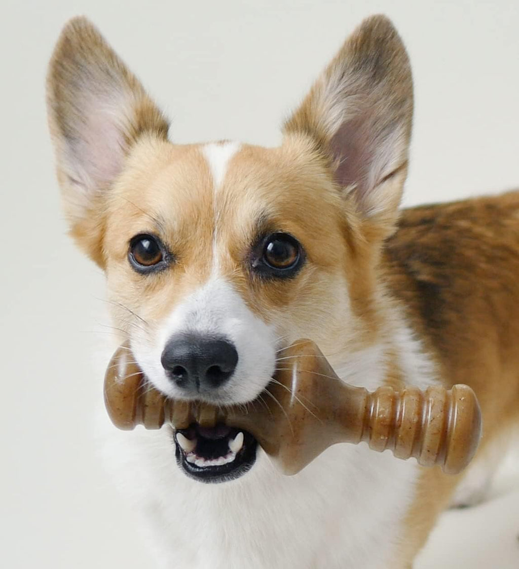 Benebone Durable Dog Chew Toy Box for Aggressive Chewers with Wishbone, Fishbone, Stick & Zaggler, Medium