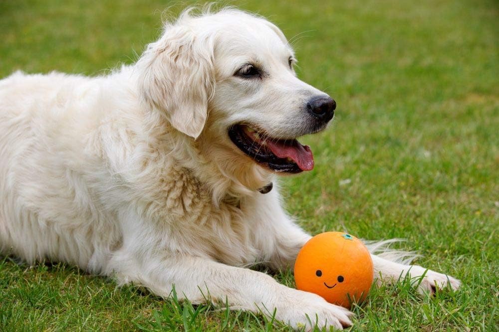 Petface Latex Apple Soft Chew Dog Toy, Large