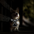 RAFIYU Dog Harness Medium Breathable Vest, | ObaPet