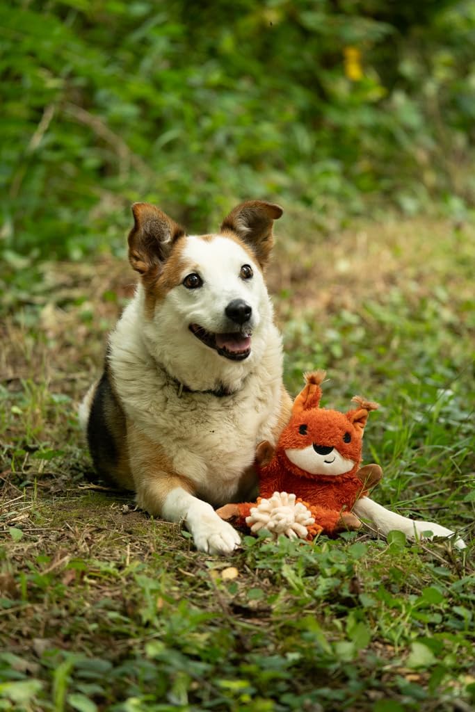 Petface Heston Hedgehog Plush Dog Toy (Pack of | ObaPet