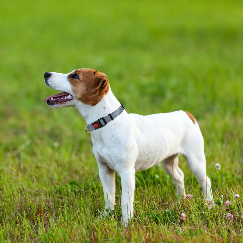 Taglory Reflective Nylon Dog Collar with Safety | ObaPet