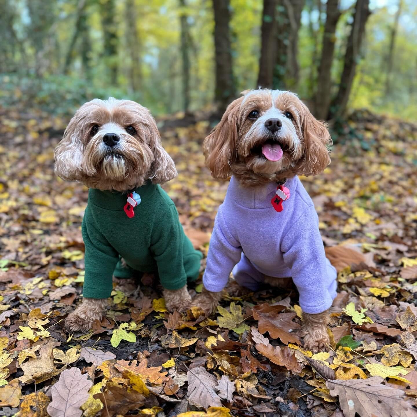 Warm Four-Legged Dog Fleece – Super Soft, Weather-Resistant (Coral, Medium)
