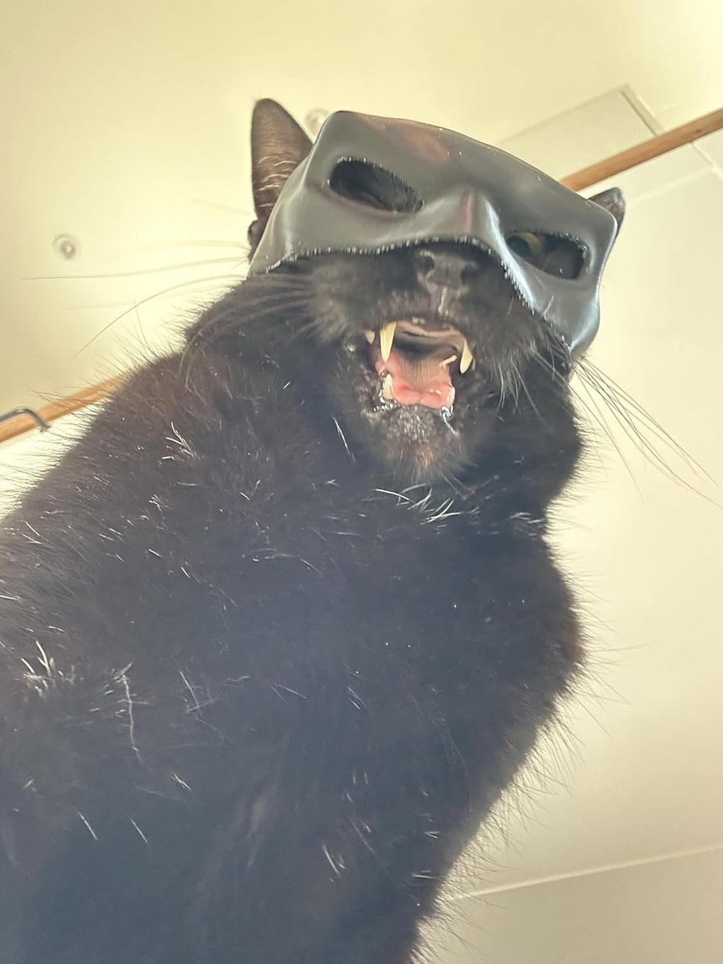 Cat Bat Mask for Adult Medium and Large Cats | ObaPet