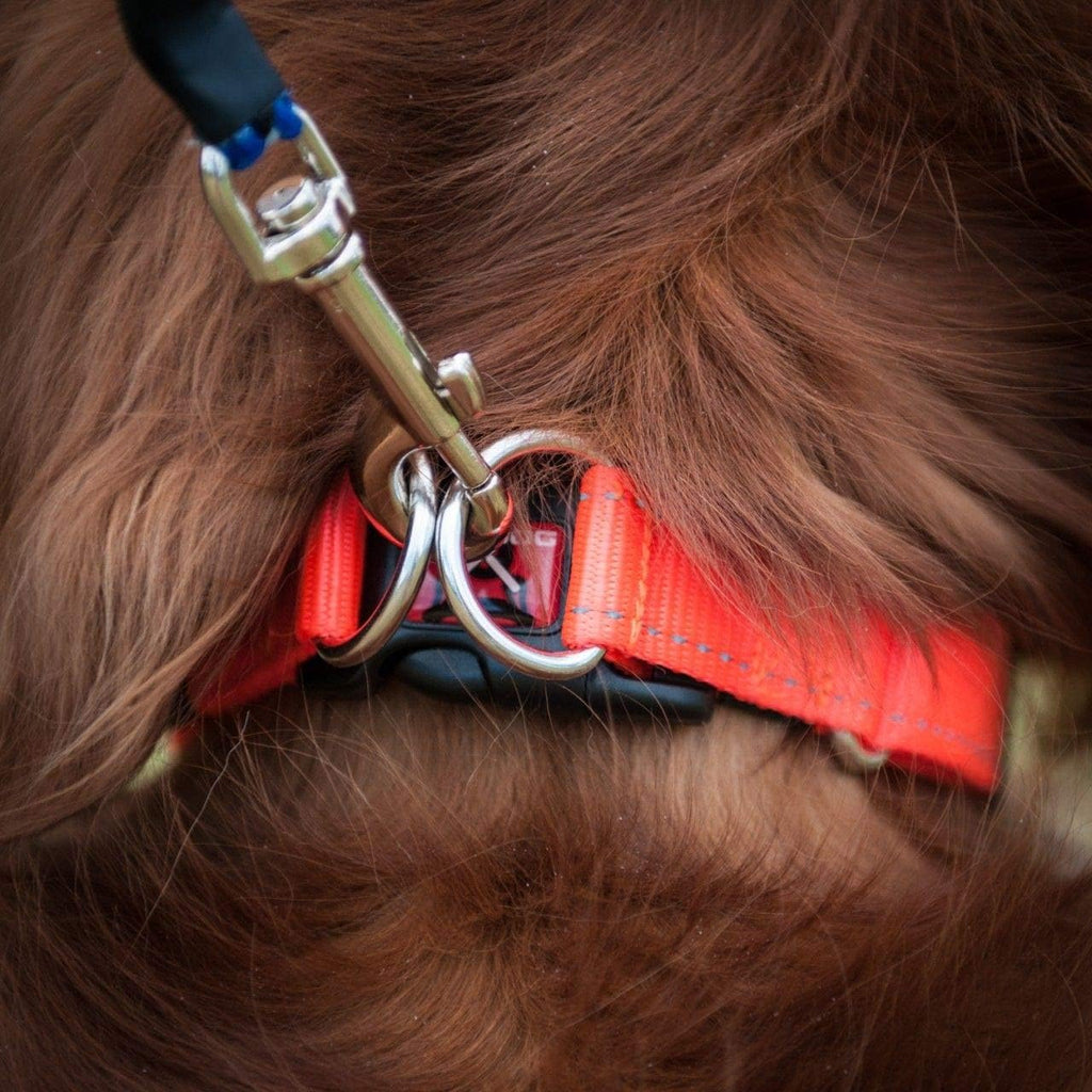 EZYDOG Double Up Dog Collar | ObaPet