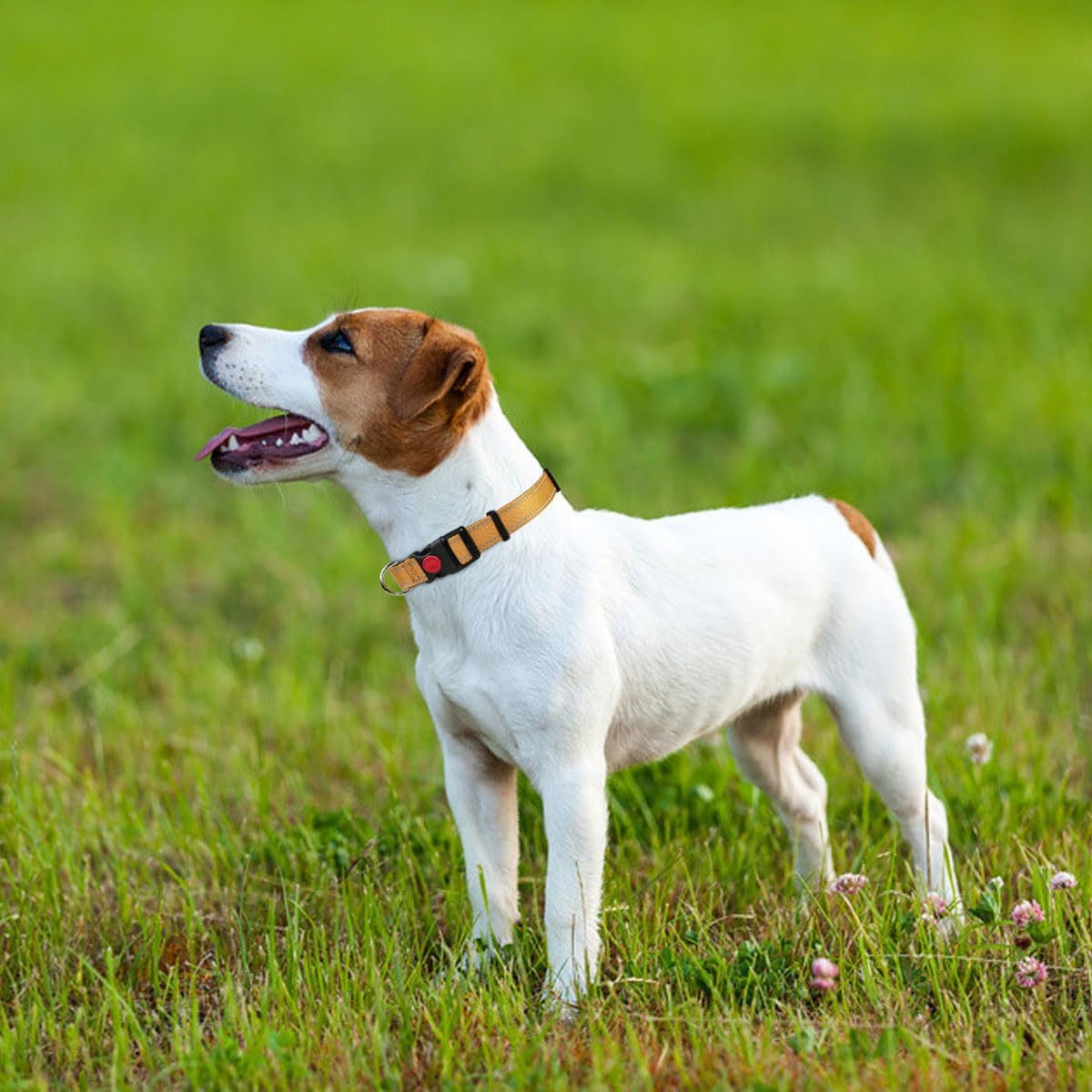 Taglory Reflective Nylon Dog Collar with Safety | ObaPet