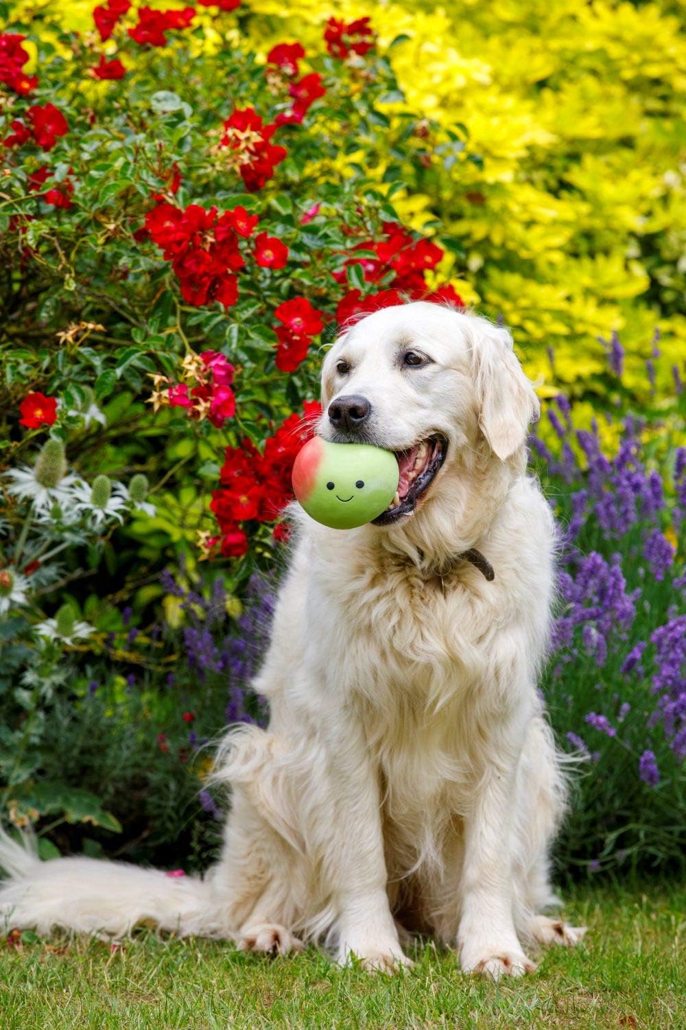 Petface Latex Apple Soft Chew Dog Toy, Large