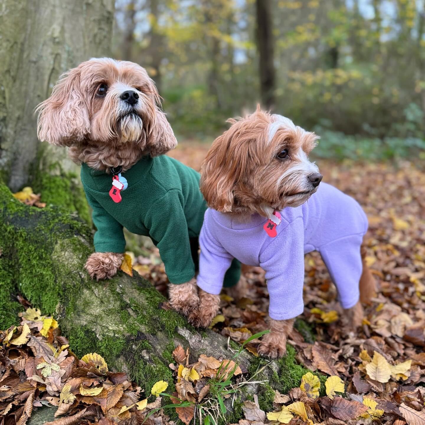 Warm Four-Legged Dog Fleece – Super Soft, Weather-Resistant (Coral, Medium)