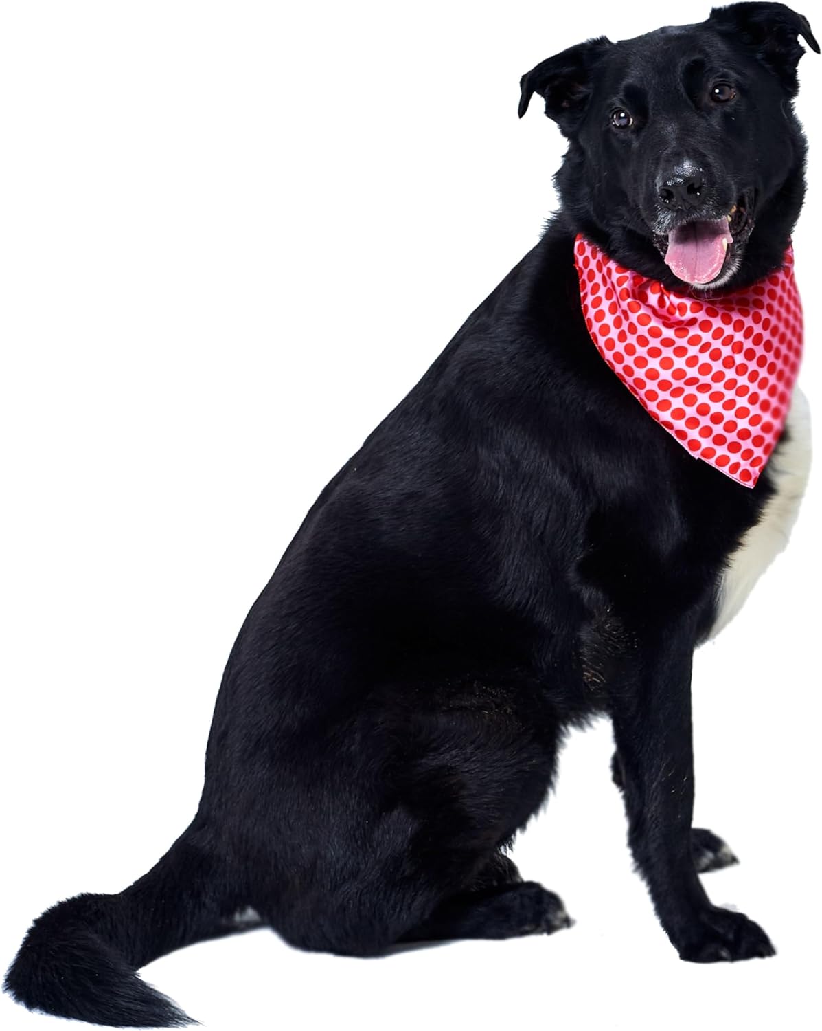 Red Nose Day 2025 Polka Dot Dog Bandana S/M - On Behalf of Comic relief