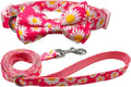 Olahibi Daisy Pattern Dog Collar and Leash | ObaPet