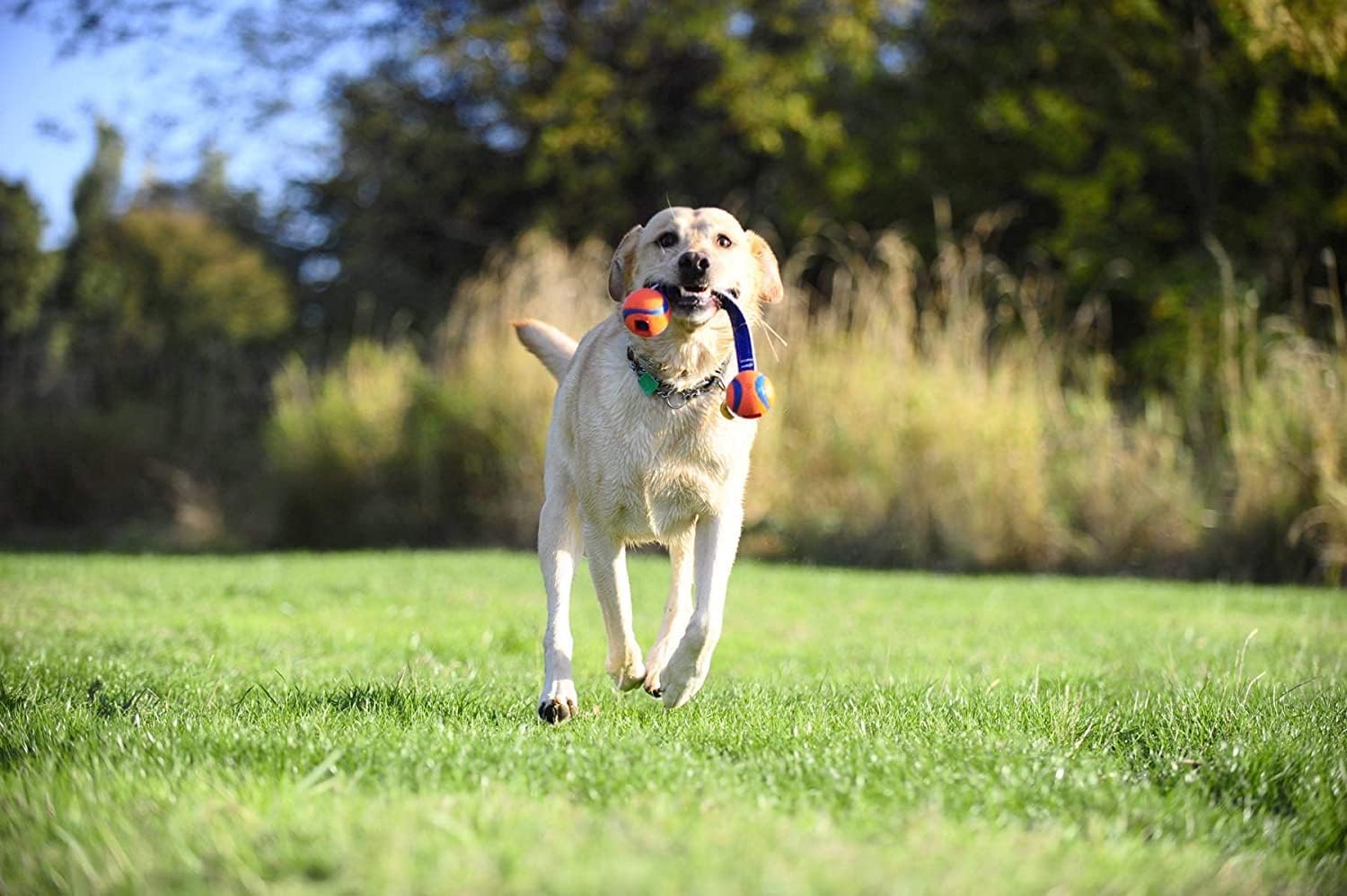 Chuckit! Ultra Tug Dog Toy With Rubber Ball Tug Of War Interactive Fetch Toy for Dogs, Medium