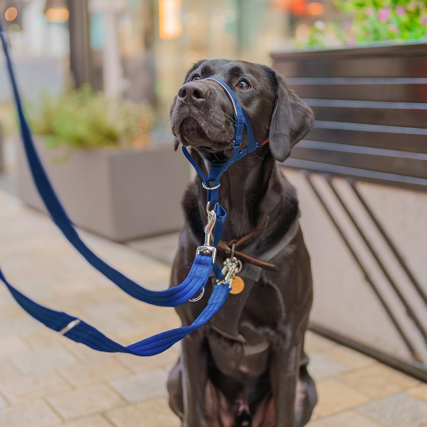 HALTI Headcollar, UK Bestselling Harness to Stop | ObaPet