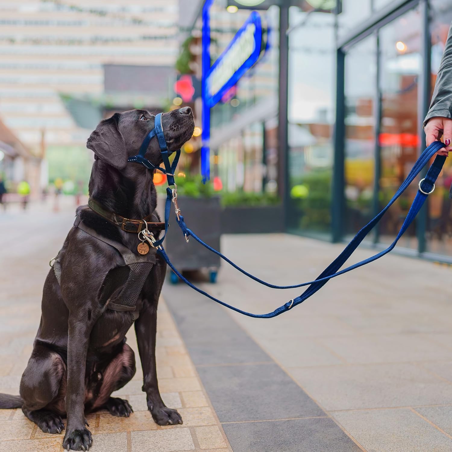 HALTI Training Lead | ObaPet