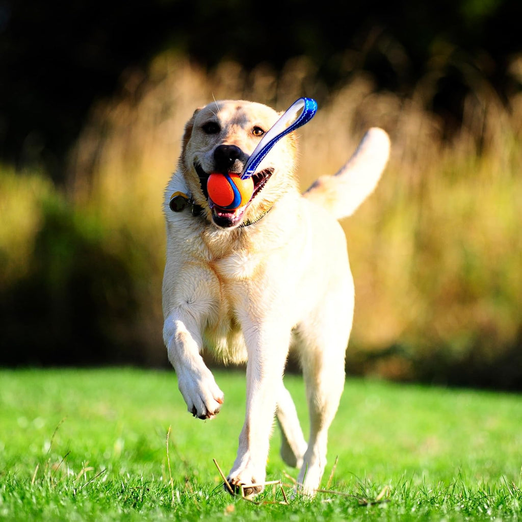 Chuckit! Ultra Tug Dog Toy With Rubber Ball Tug Of War Interactive Fetch Toy for Dogs, Medium