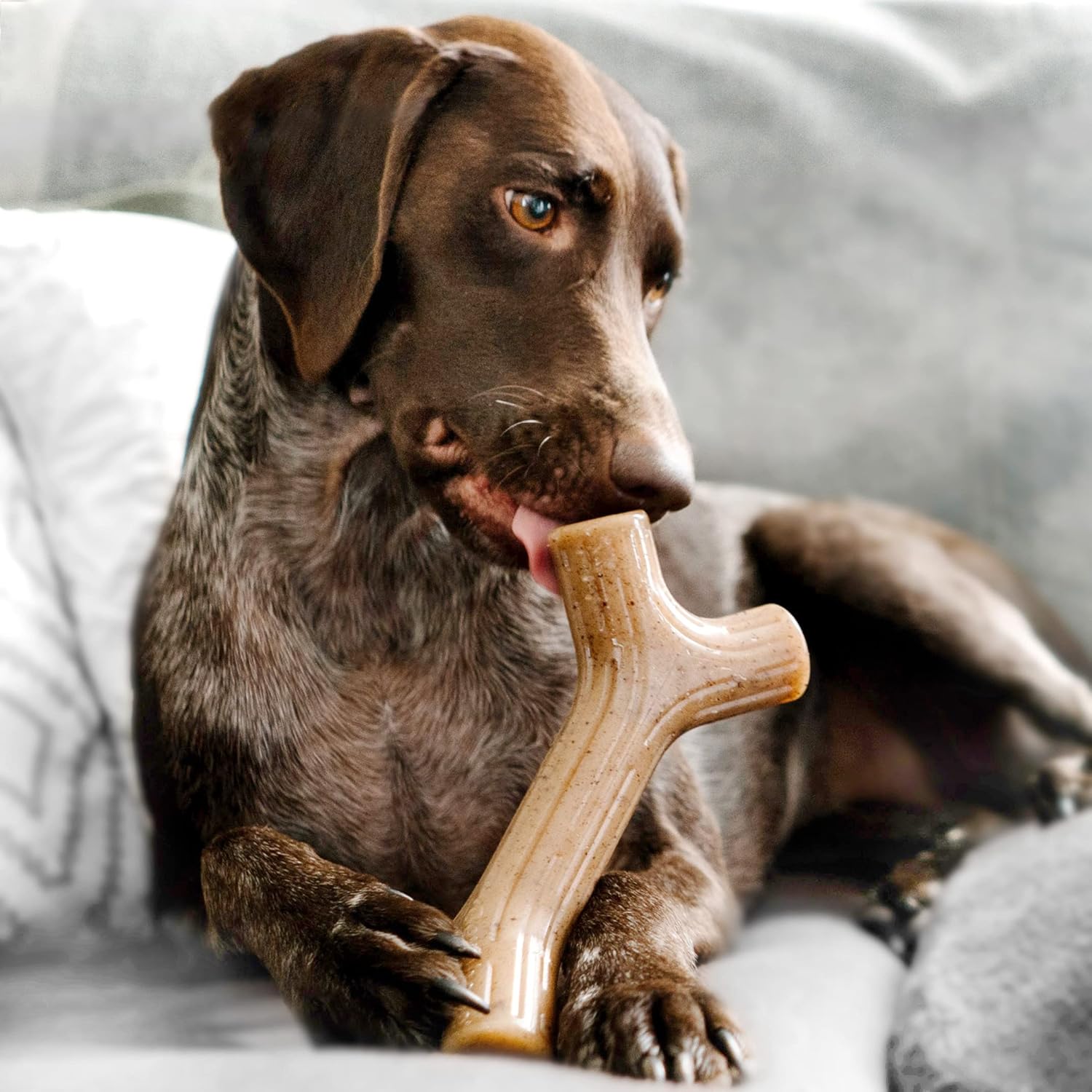 Benebone Durable Dog Chew Toy Box for Aggressive Chewers with Wishbone, Fishbone, Stick & Zaggler, Medium