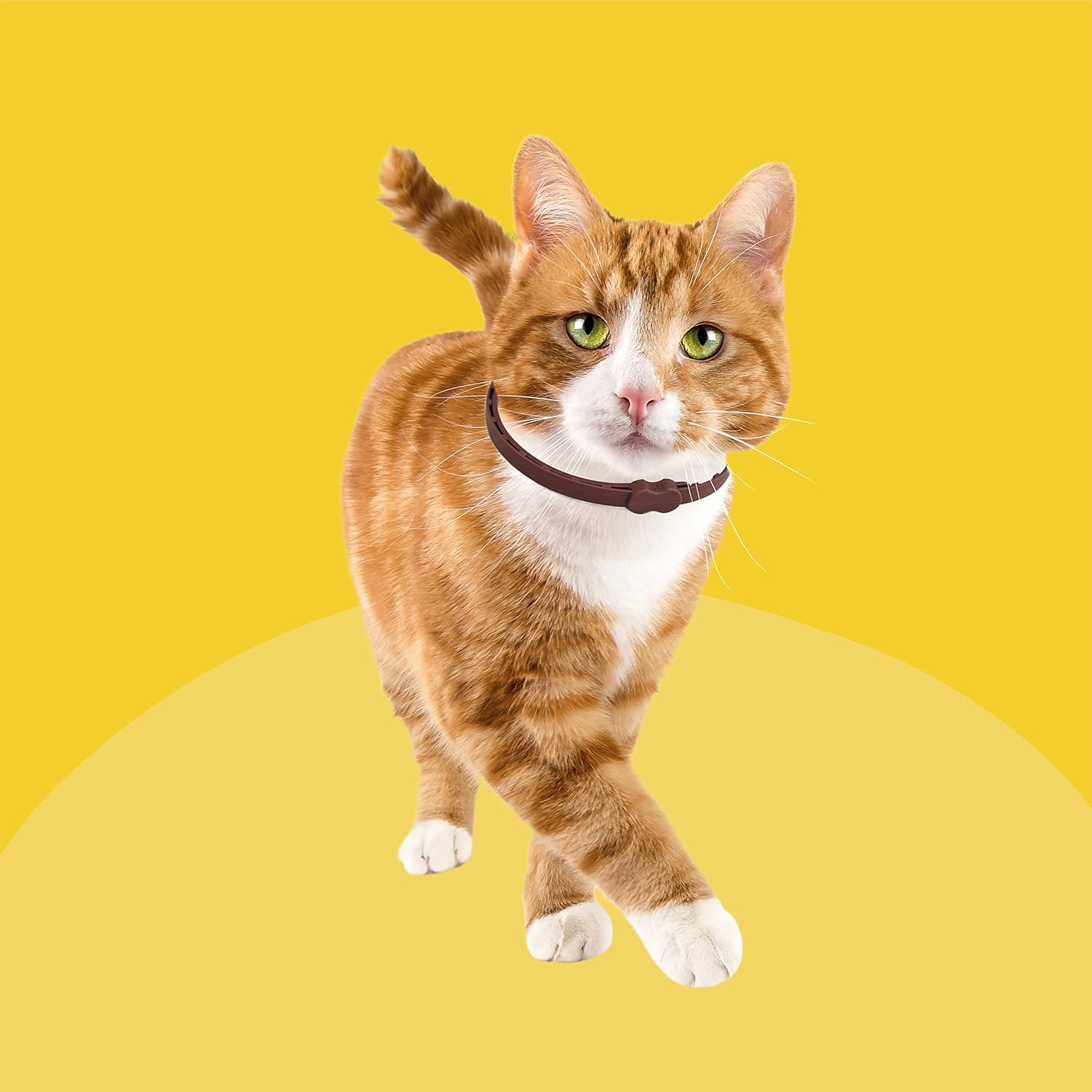 Bob Martin Clear Flea Repellent Collar for Cats | ObaPet