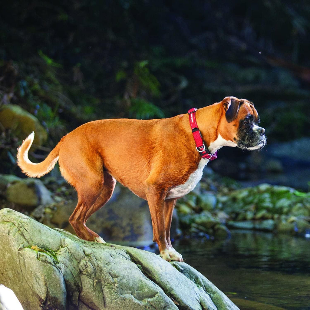 EZYDOG Double Up Dog Collar | ObaPet