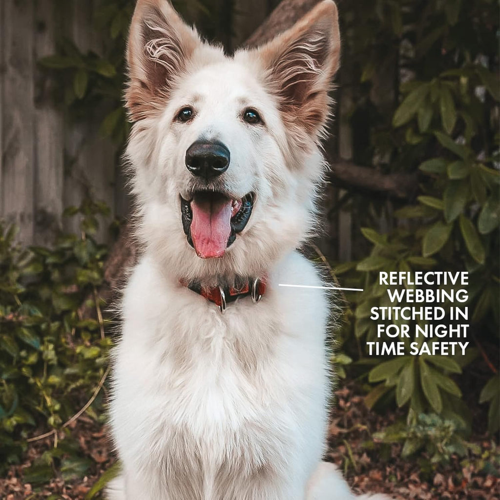 EZYDOG Double Up Dog Collar | ObaPet