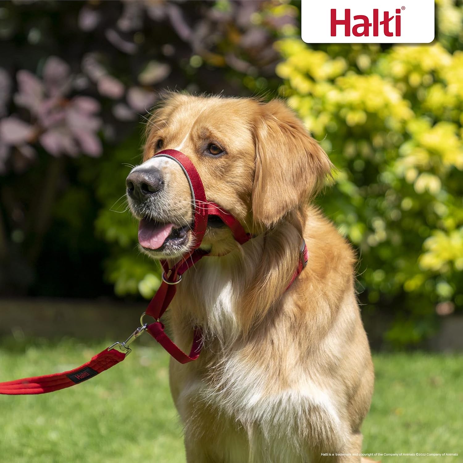 HALTI Headcollar, UK Bestselling Harness to Stop | ObaPet
