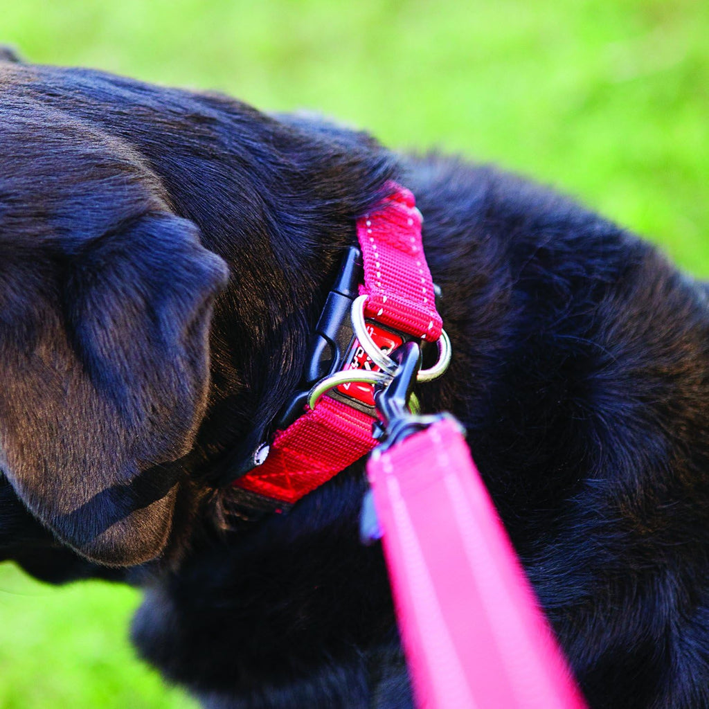 EZYDOG Double Up Dog Collar | ObaPet