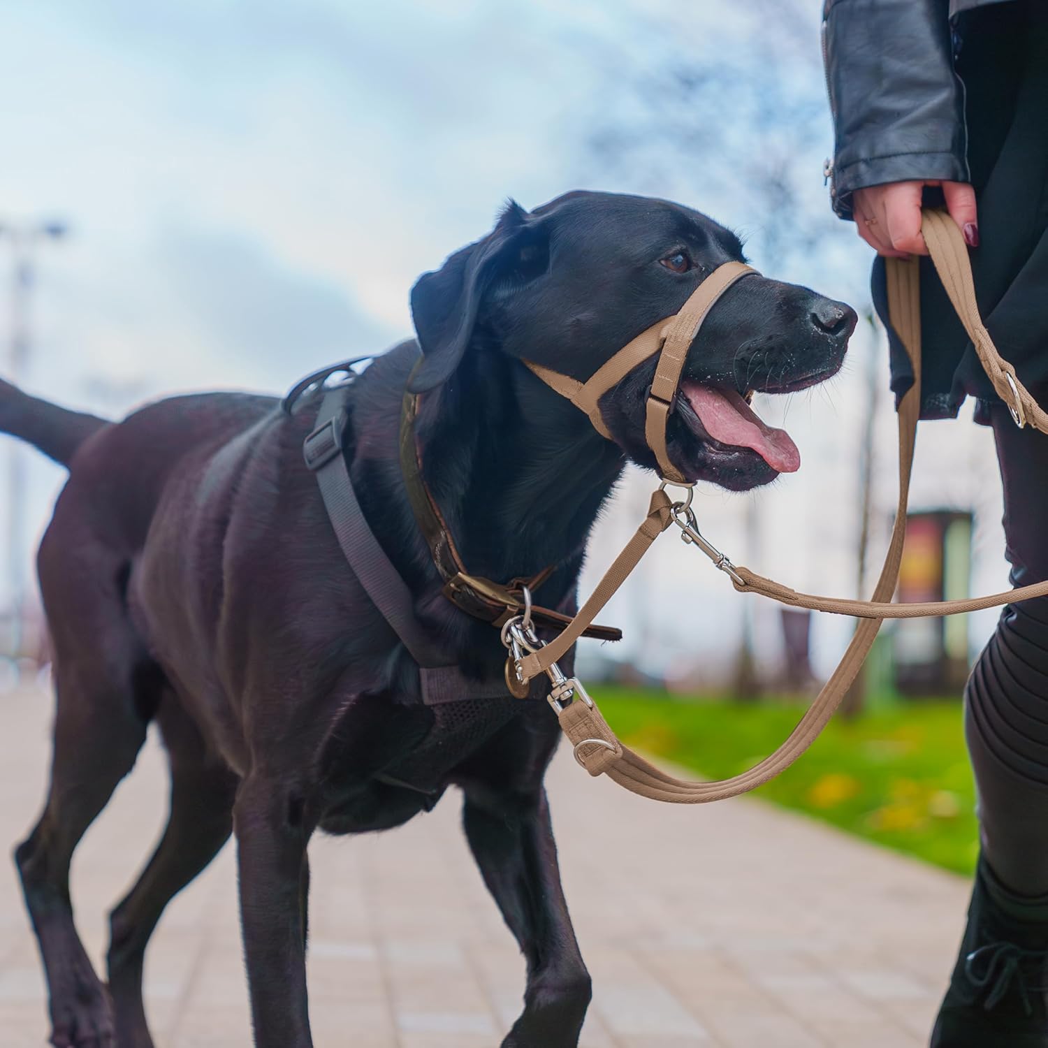 HALTI Headcollar, UK Bestselling Harness to Stop | ObaPet