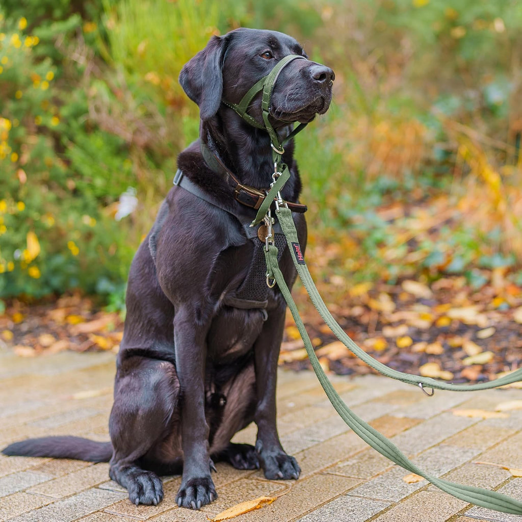 HALTI Training Lead | ObaPet