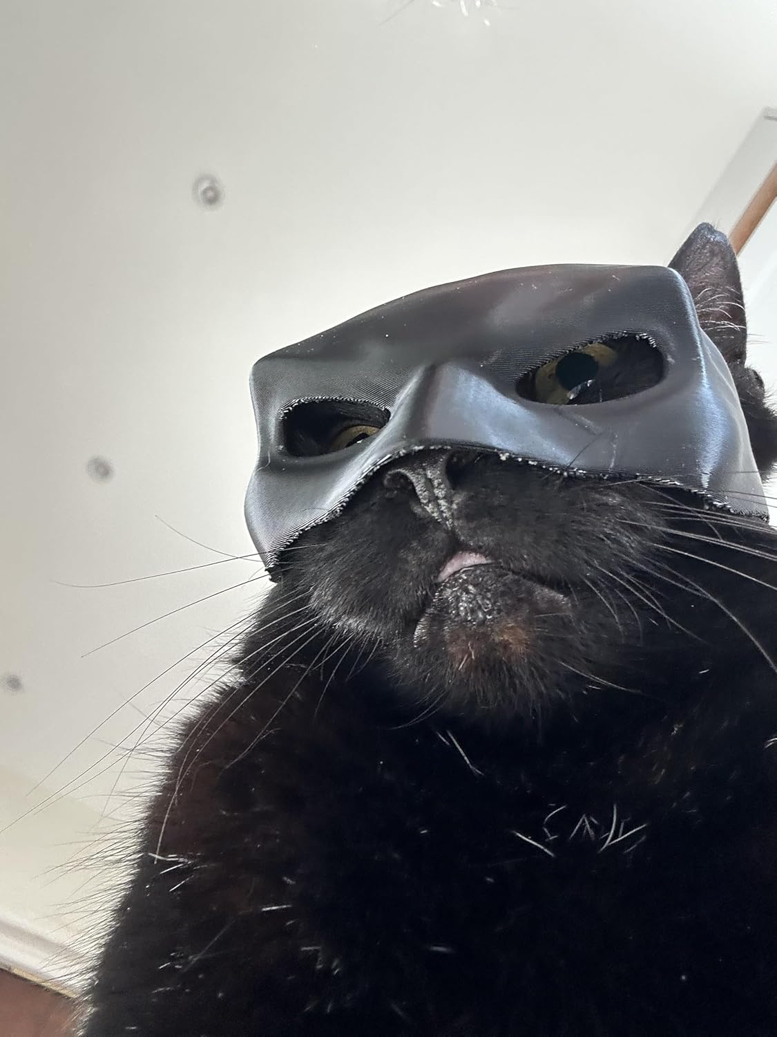 Cat Bat Mask for Adult Medium and Large Cats | ObaPet
