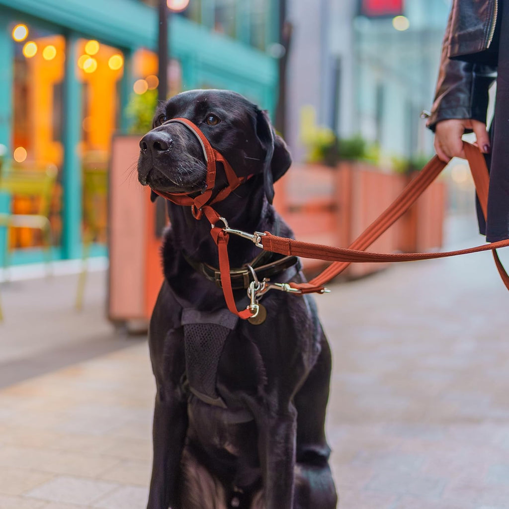 HALTI Headcollar, UK Bestselling Harness to Stop | ObaPet