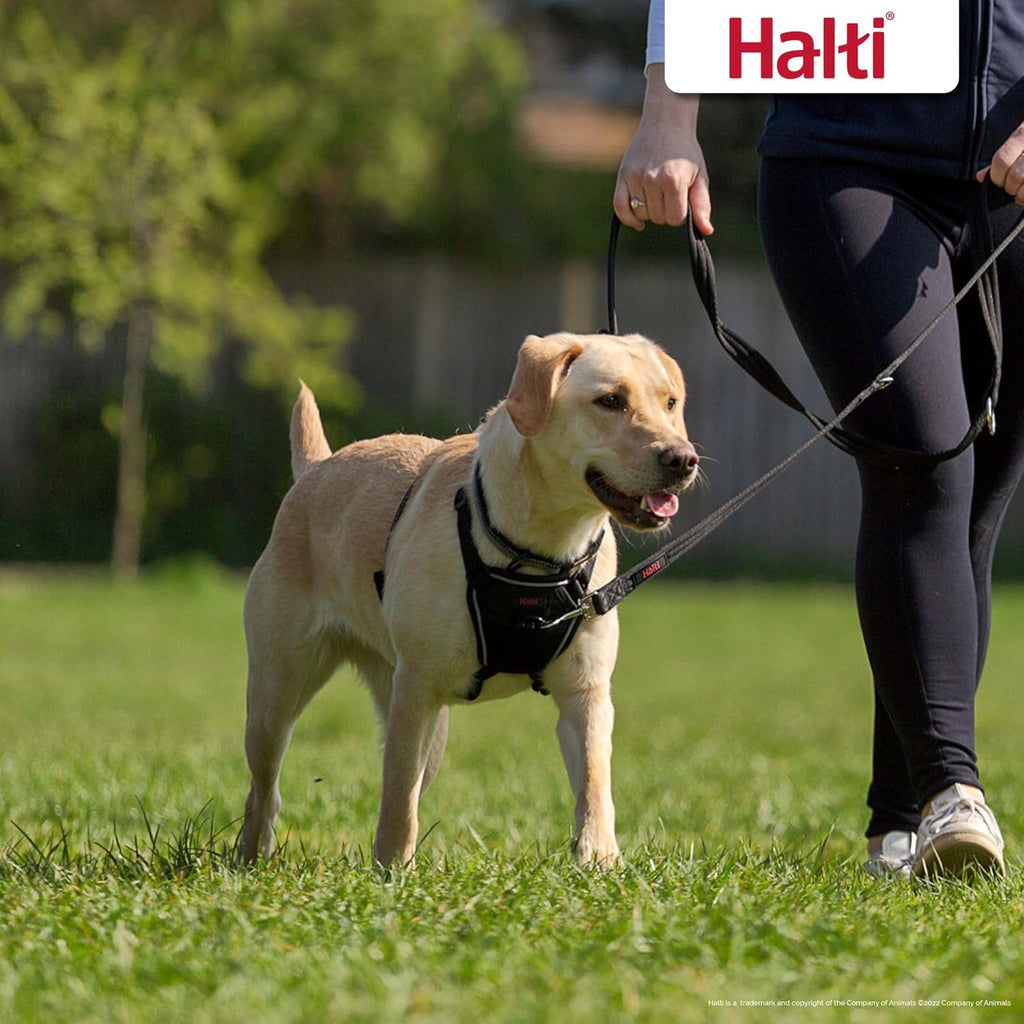 HALTI No Pull Harness Size Medium, Professional | ObaPet