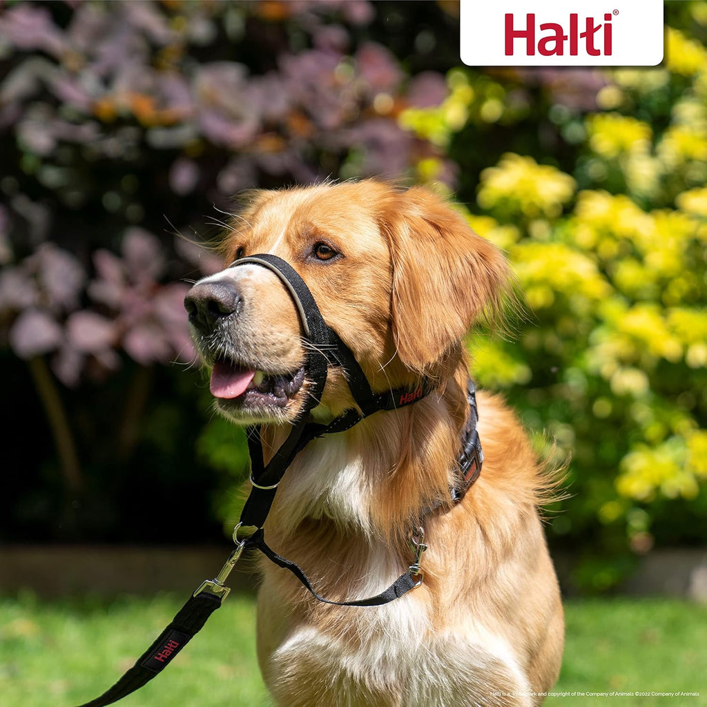 HALTI Headcollar, UK Bestselling Harness to Stop | ObaPet