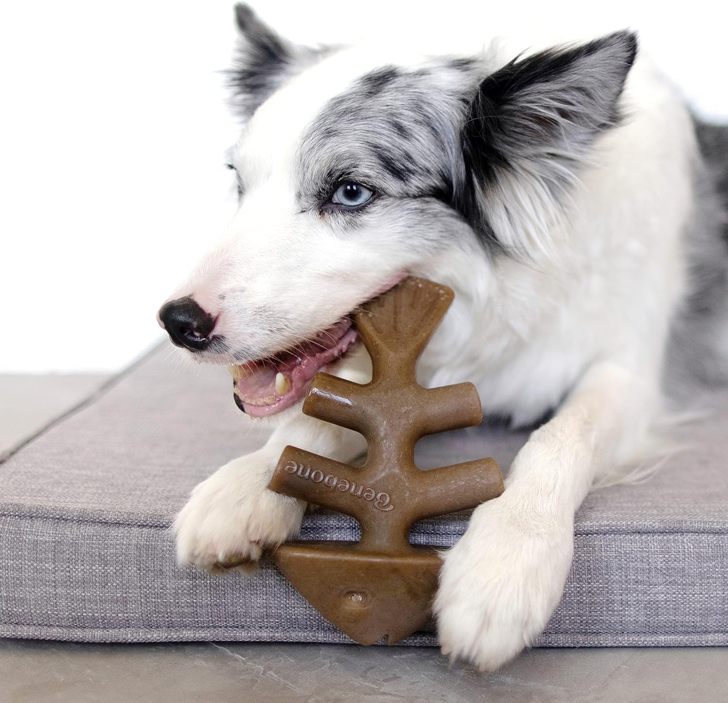 Benebone Durable Dog Chew Toy Box for Aggressive Chewers with Wishbone, Fishbone, Stick & Zaggler, Medium