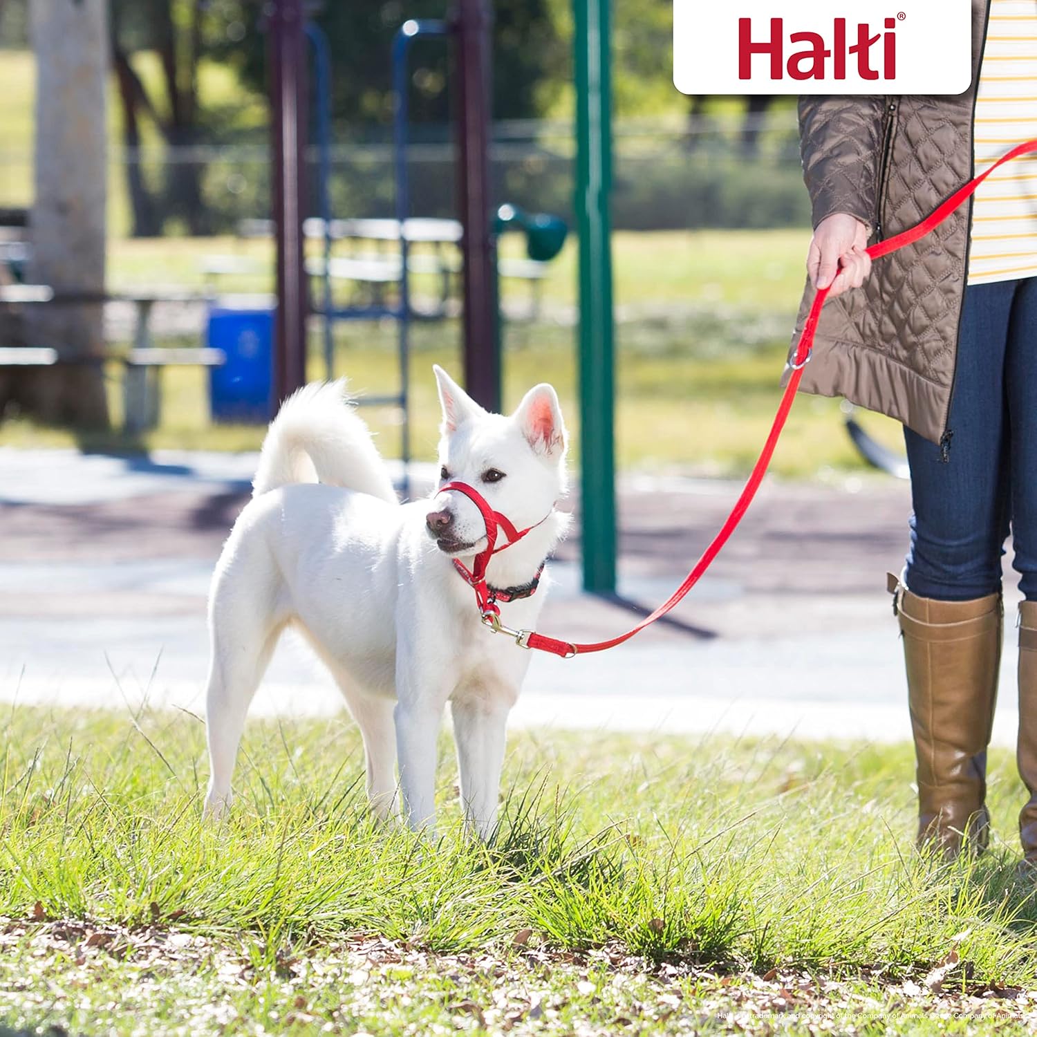HALTI Training Lead | ObaPet