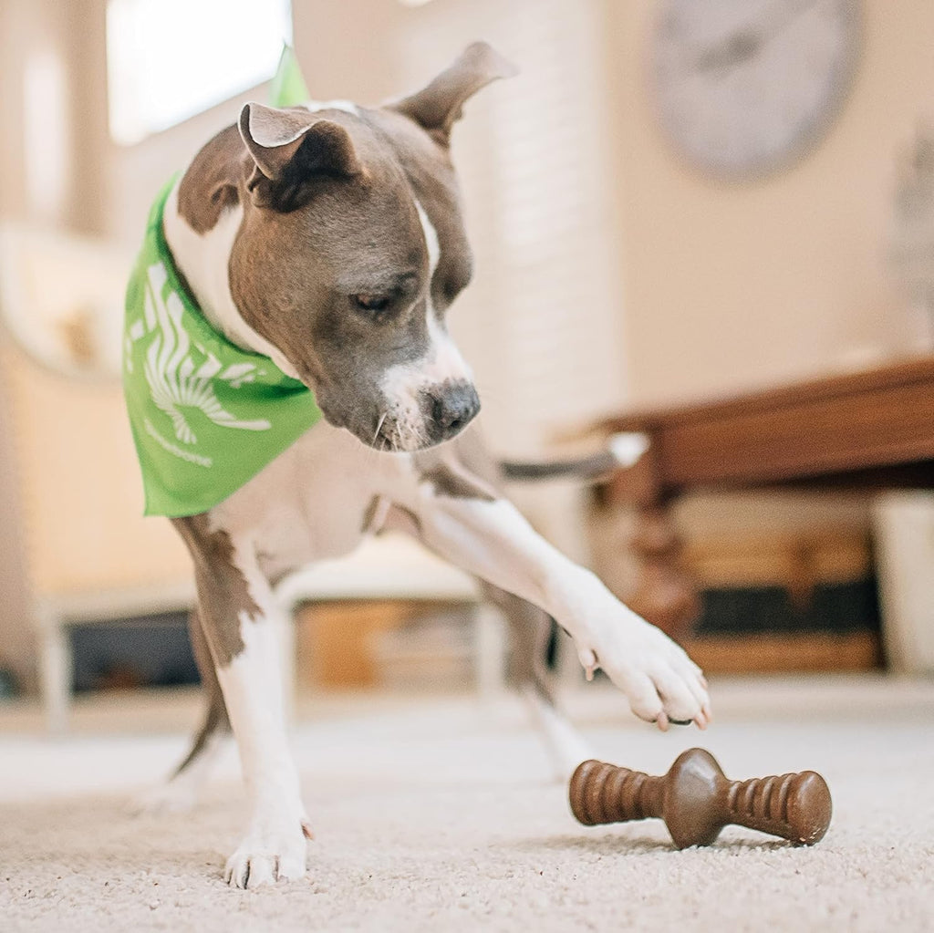 Benebone Durable Dog Chew Toy Box for Aggressive Chewers with Wishbone, Fishbone, Stick & Zaggler, Medium